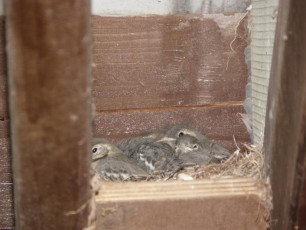 p5220311_20110918_1433081591